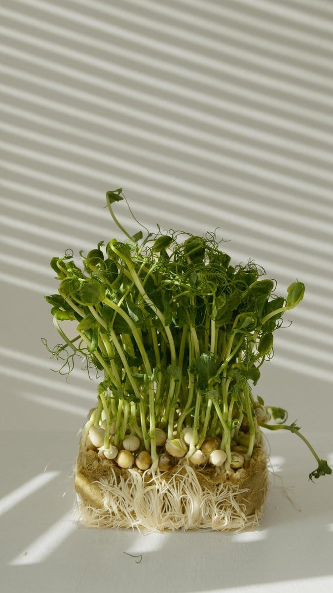 staggered bean seedlings