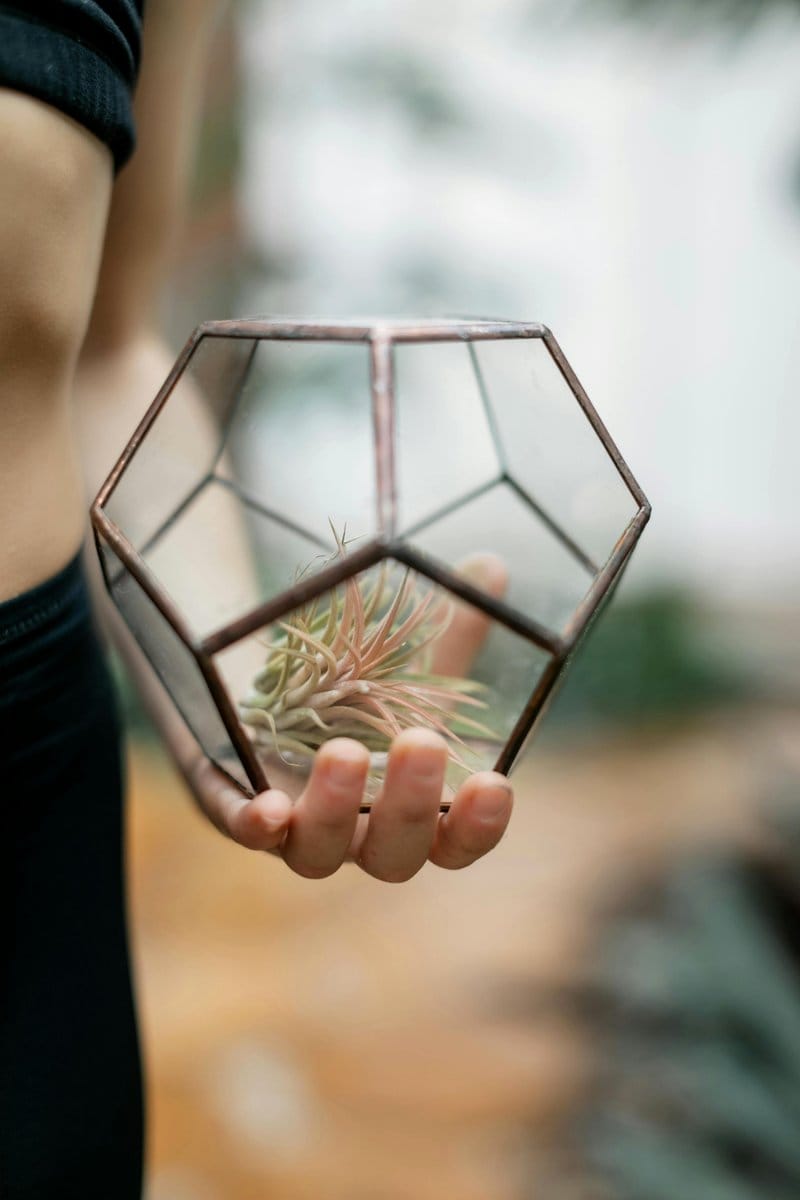 Modern geometric air plant holders