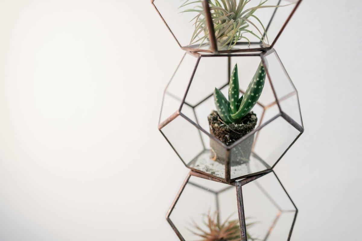 air plants in geometric glass holders
