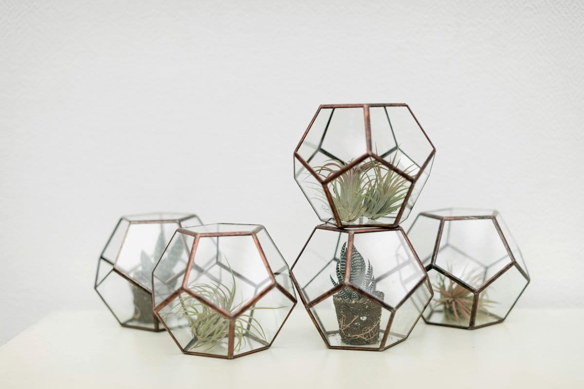Intricate glass terrarium with small plants
