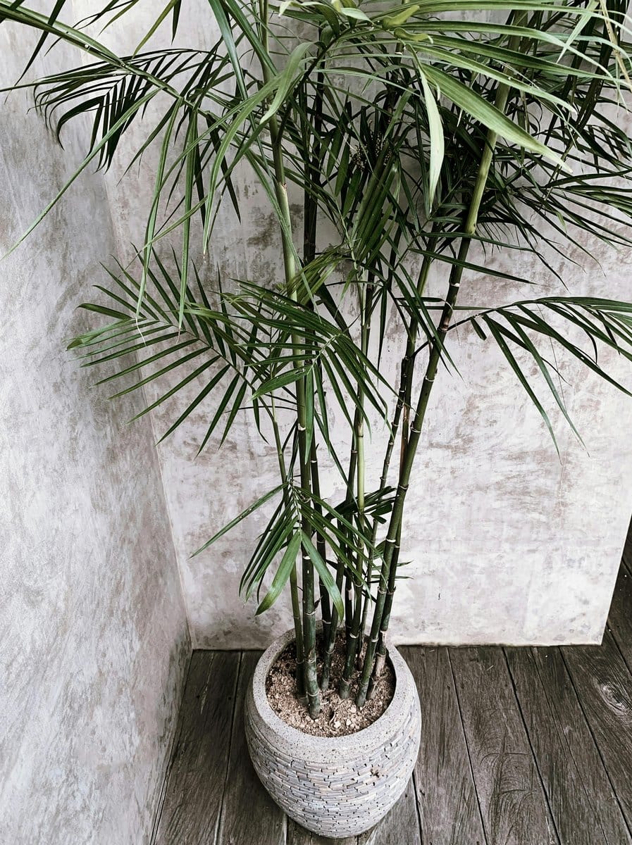 potted bamboo in bathroom corner