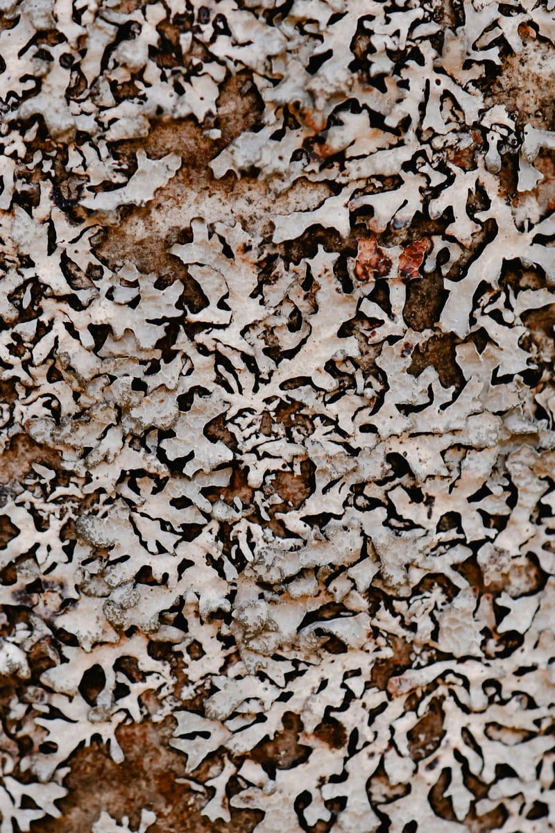 Artistic lichen stone wall display