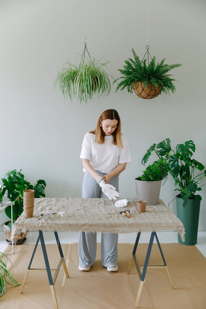 boston fern in hanging planter