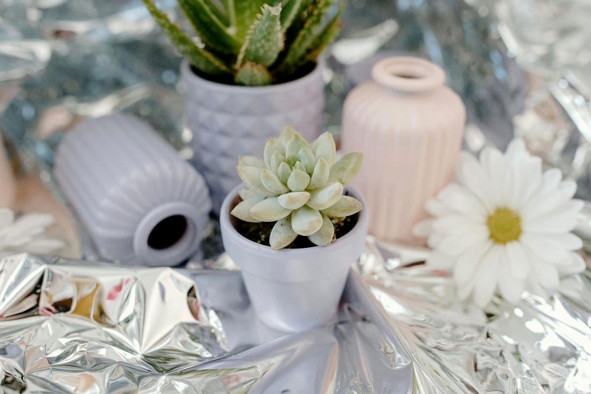 Wrapped plant pot gifts with eco-friendly materials