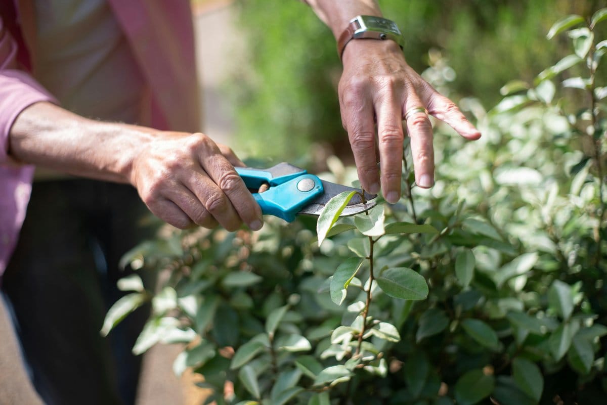 gardener pruning bean leaves