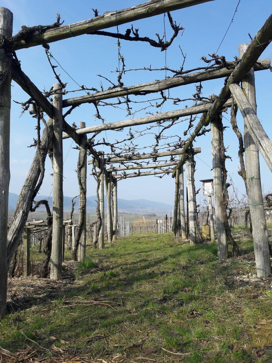 a-frame bamboo trellis with grapevines
