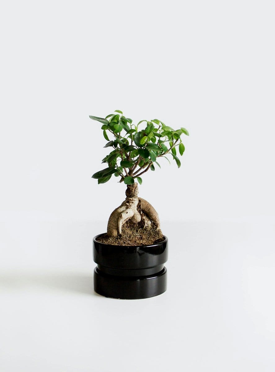 small bonsai tree on desk