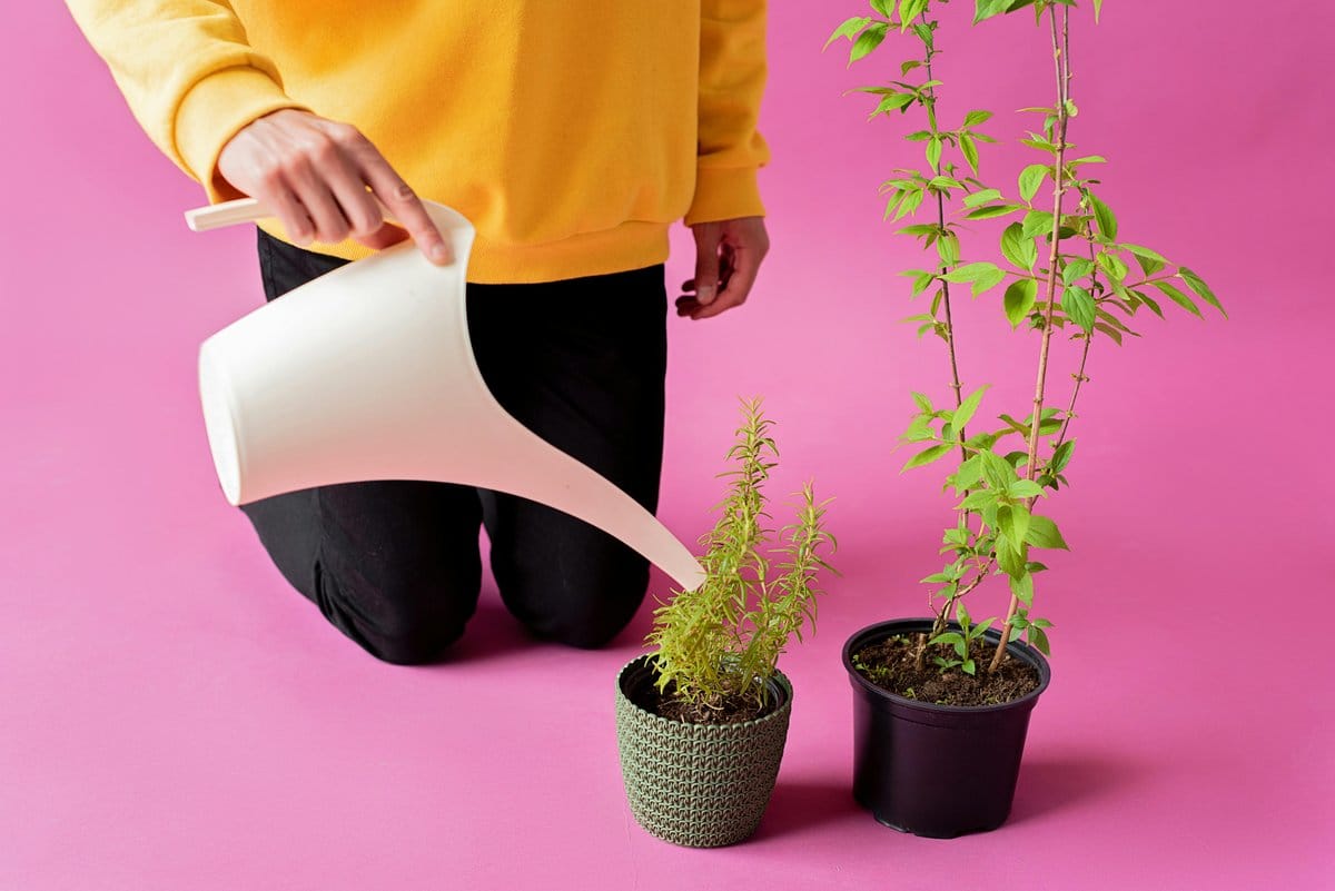 watering can with bean plant