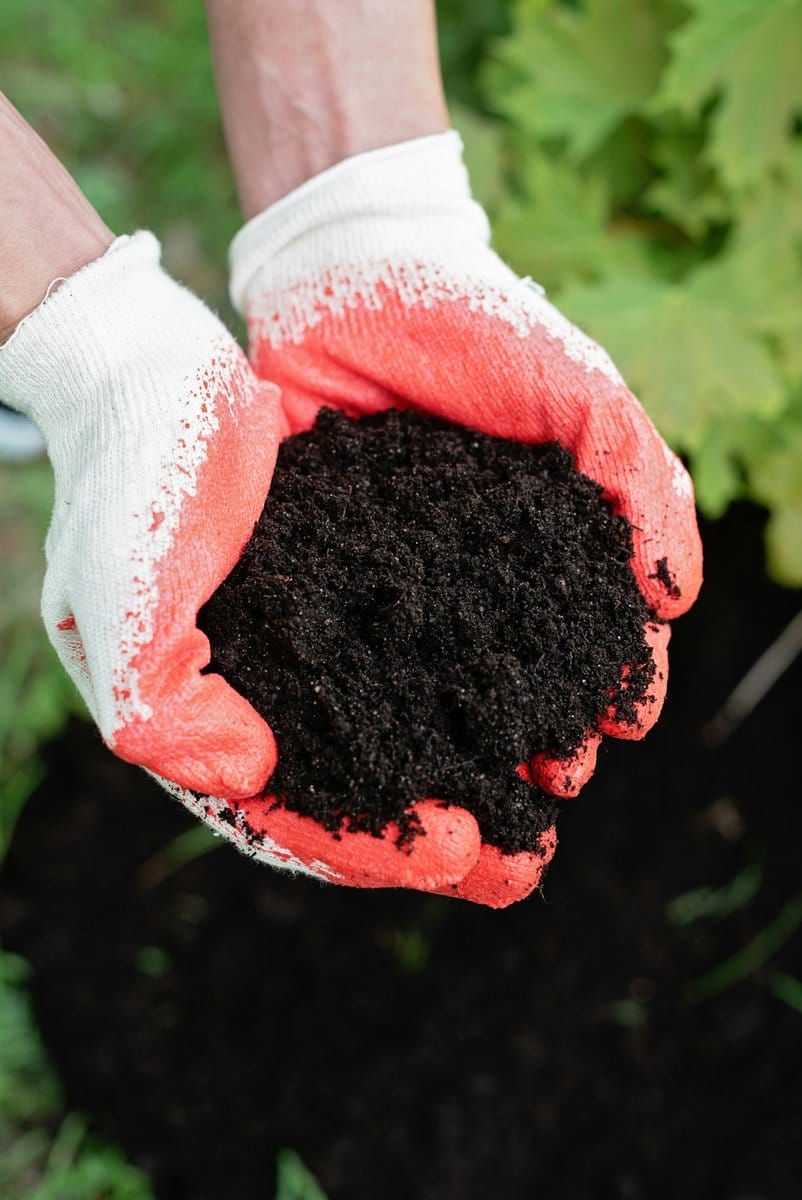 mulch around bean plants