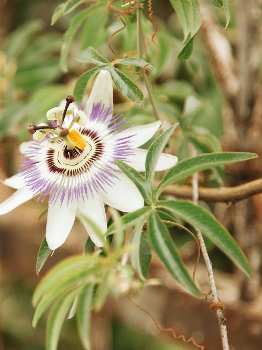 Passionflower vine with vibrant blooms