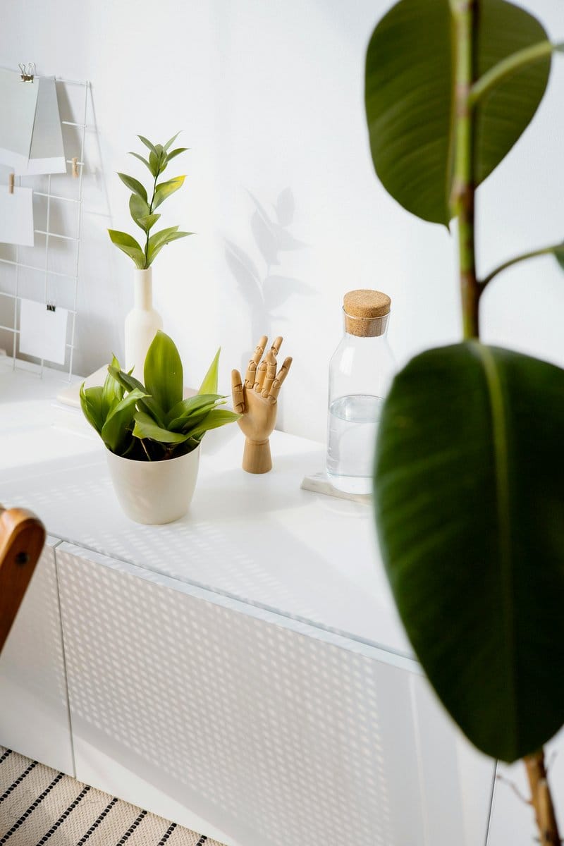 fiddle leaf fig by entryway table