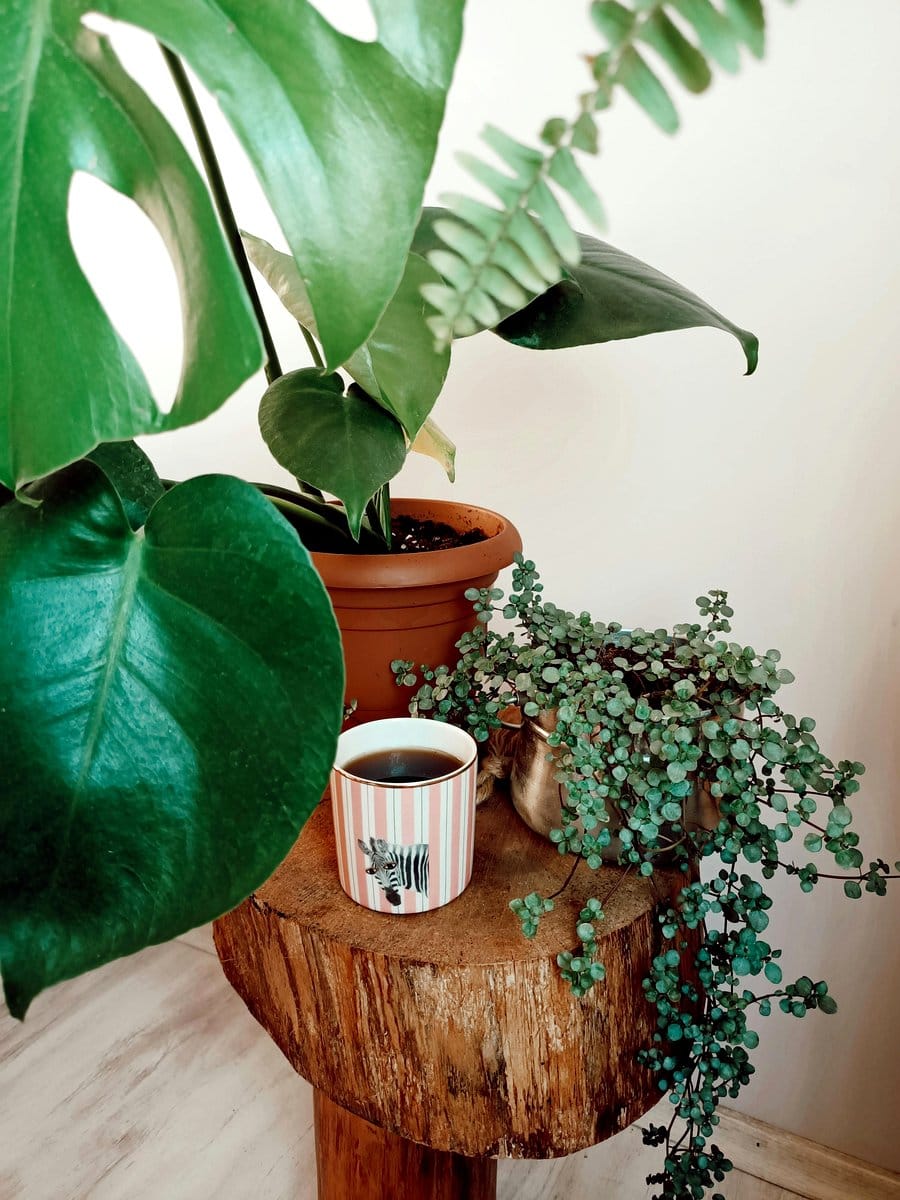 potted ferns flanking a TV stand