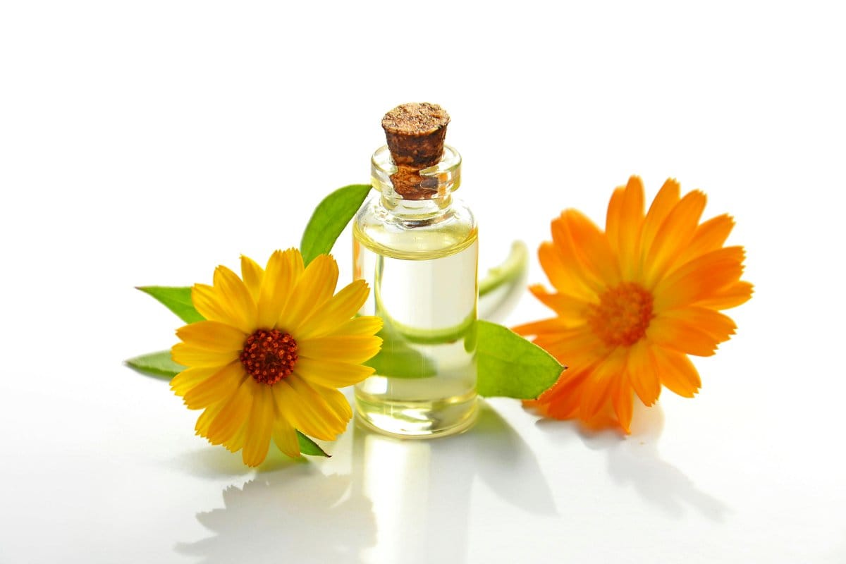 bright calendula flowers