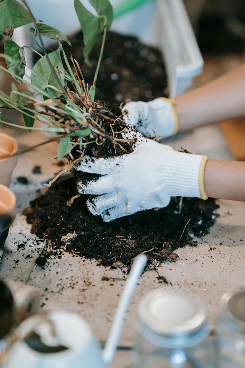 gardener with liquid fertilizer