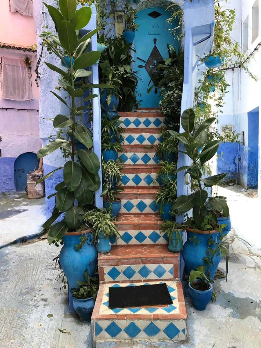 Colorful plant pots with tropical plants