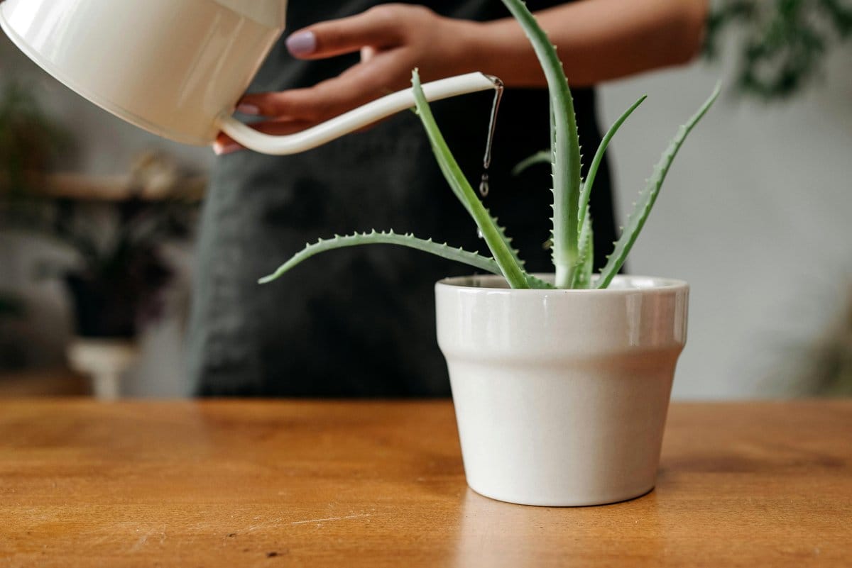 Aloe vera in ceramic planter