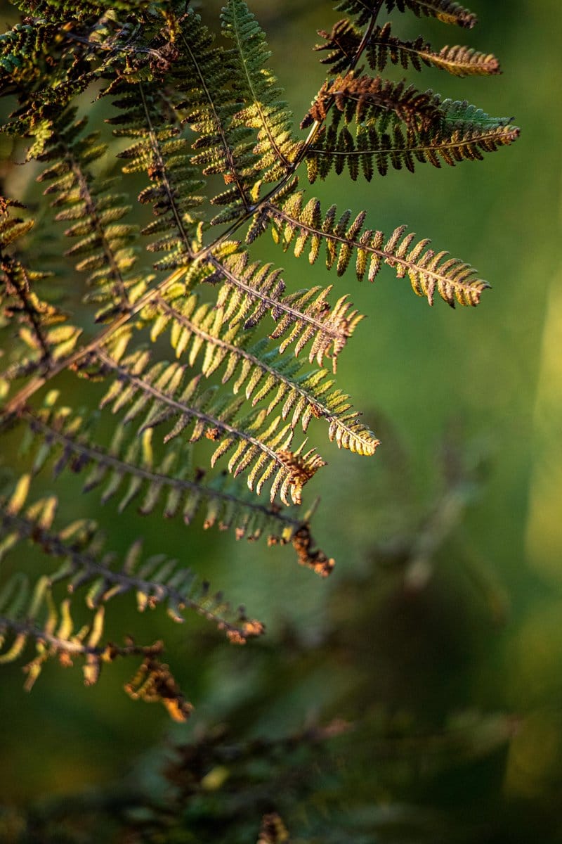 maidenhair fern with delicate fronds