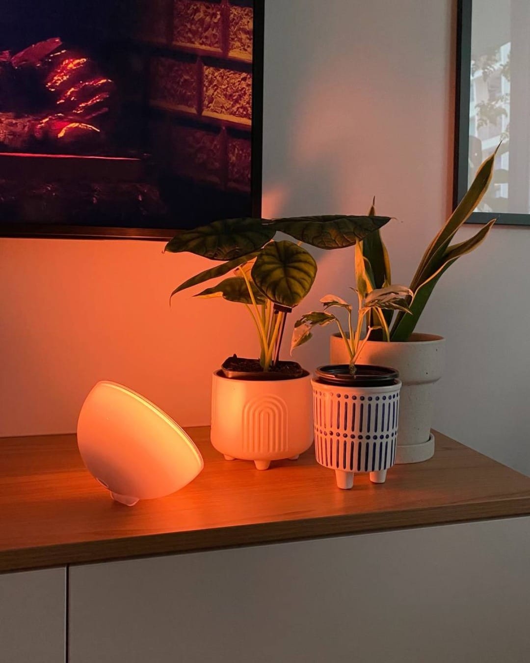 plants on mirror tray on dresser