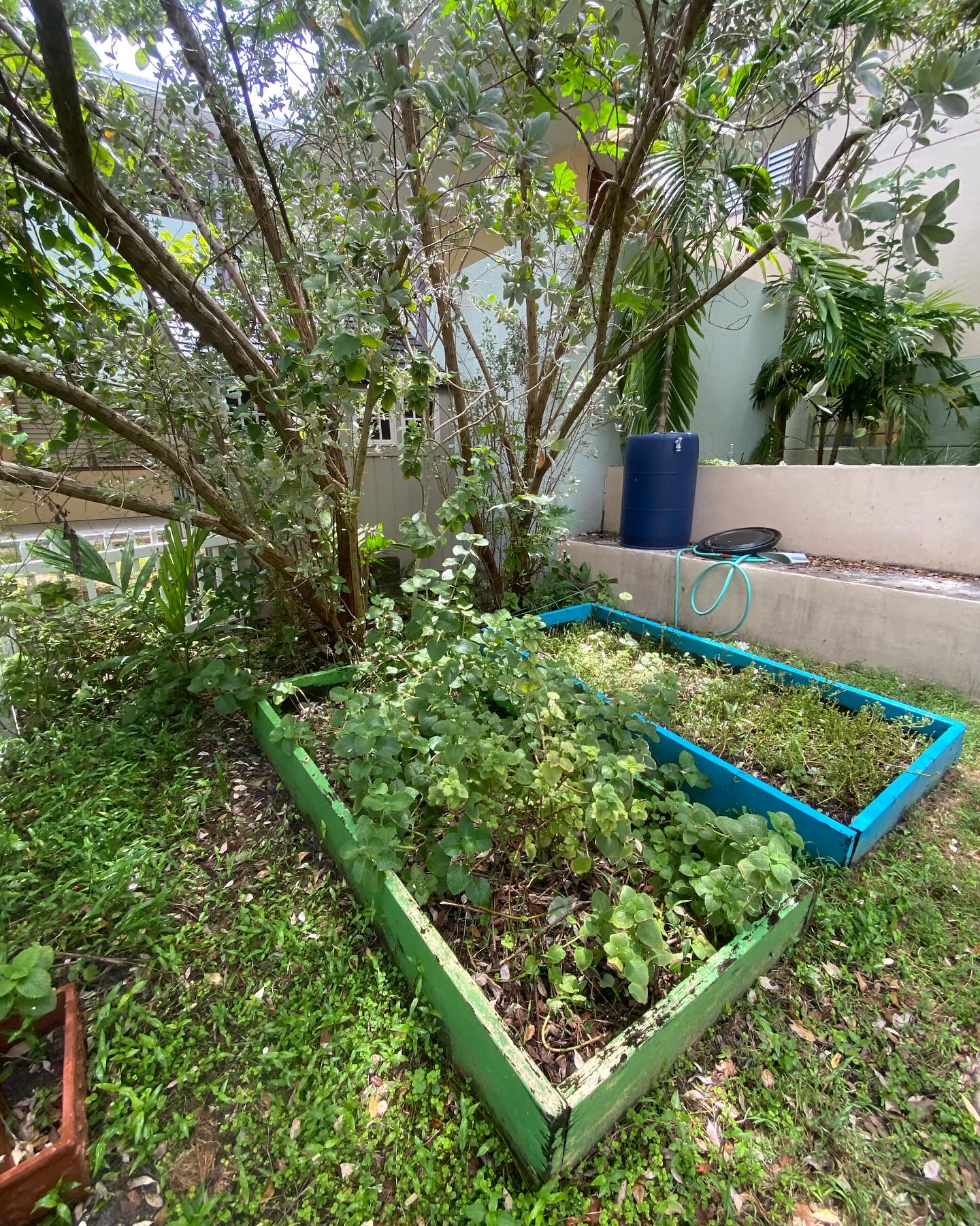 diverse plants in a sensory garden