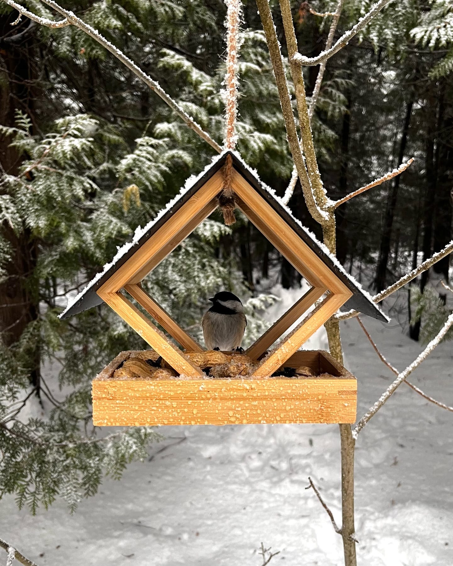 homemade bird feeder with seeds