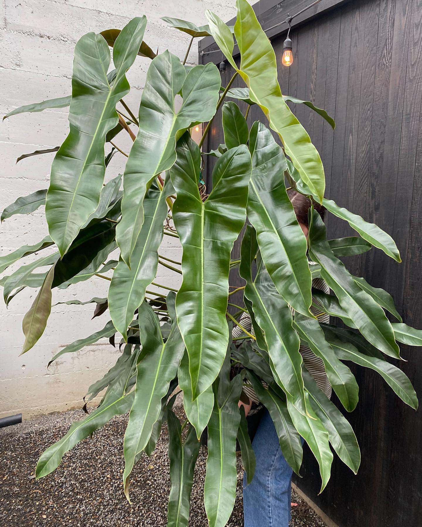 philodendron atabapoense with elongated leaves