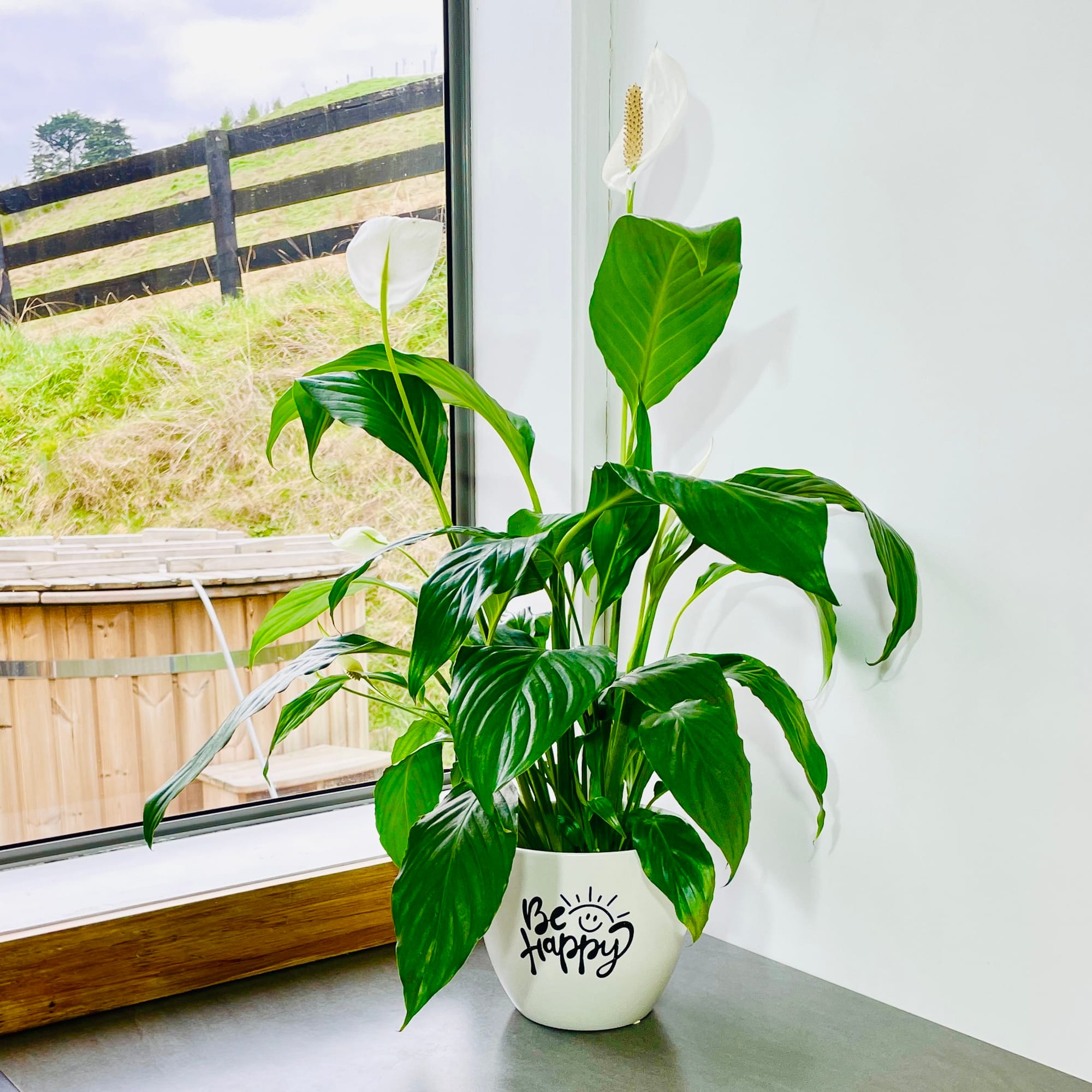 Peace Lily and Orchid on dining table