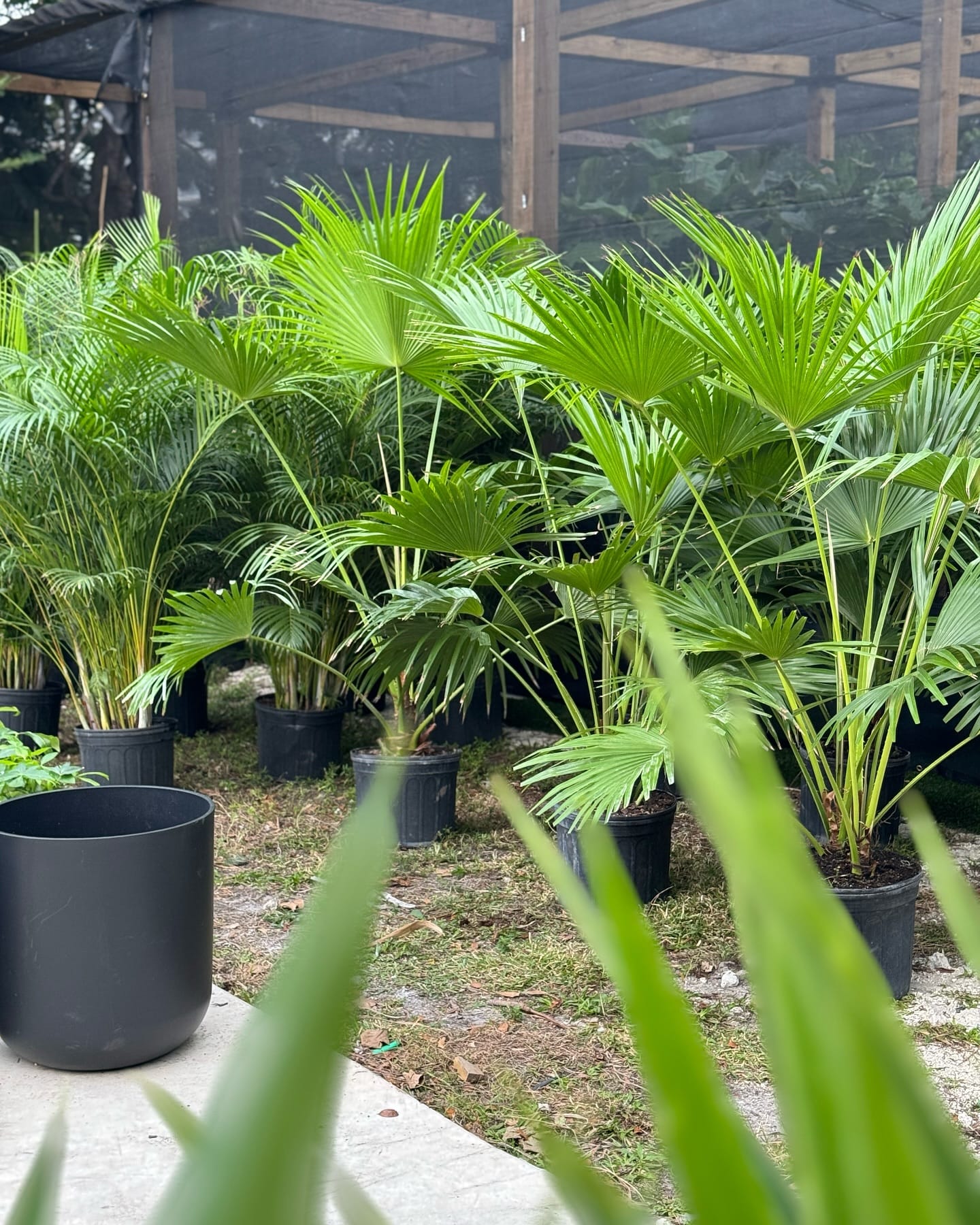 Chinese fan palm in art deco room