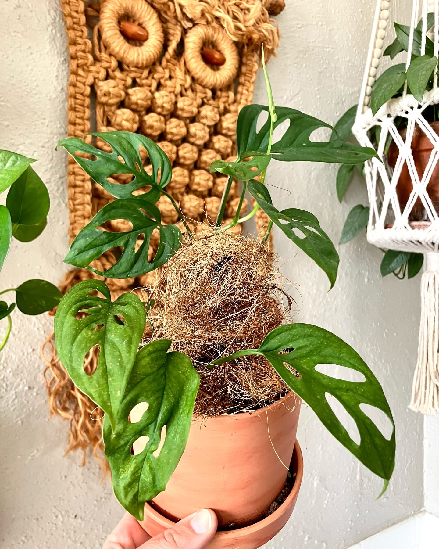 Monstera in hanging terrarium