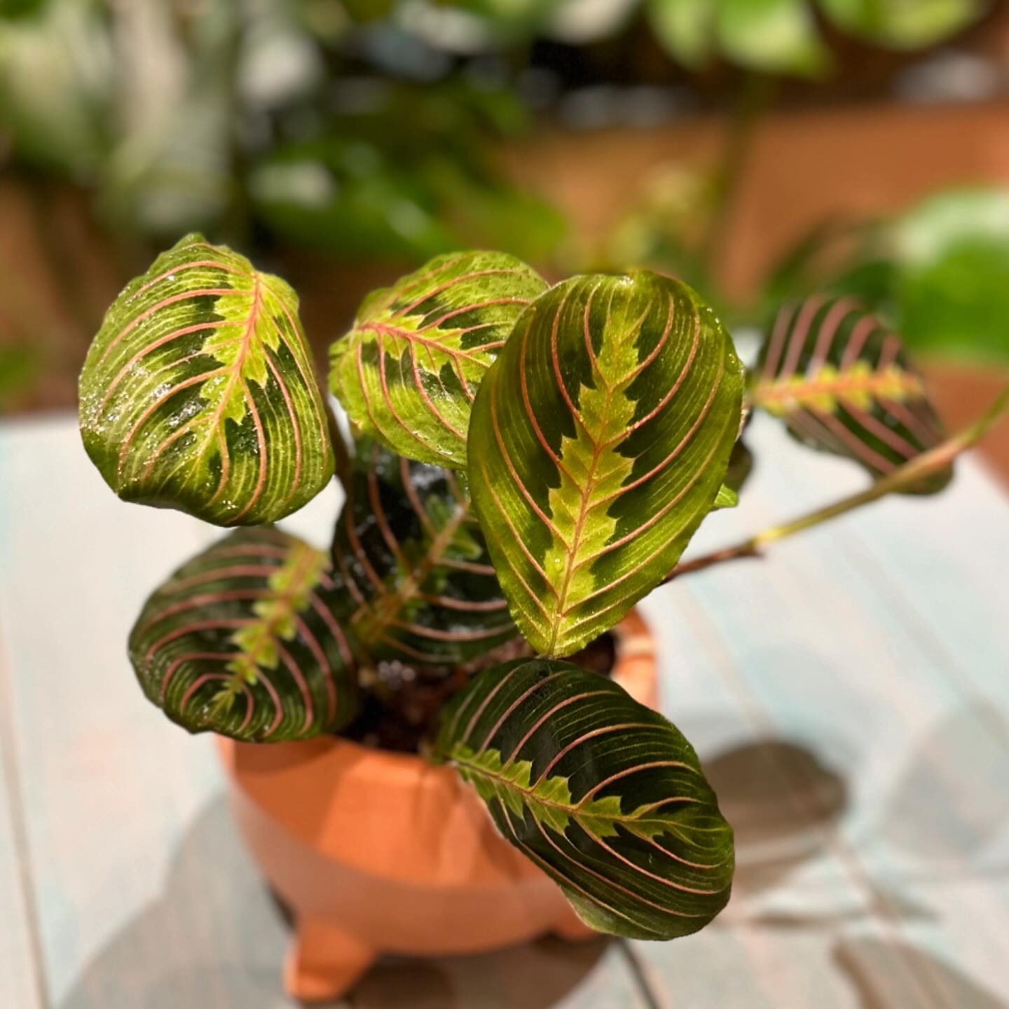 calathea in dining room