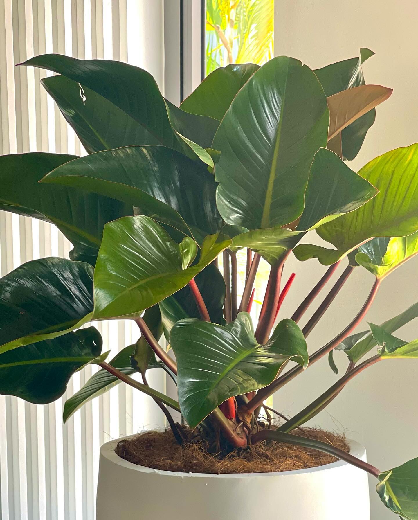 philodendron adorning a modern kitchen