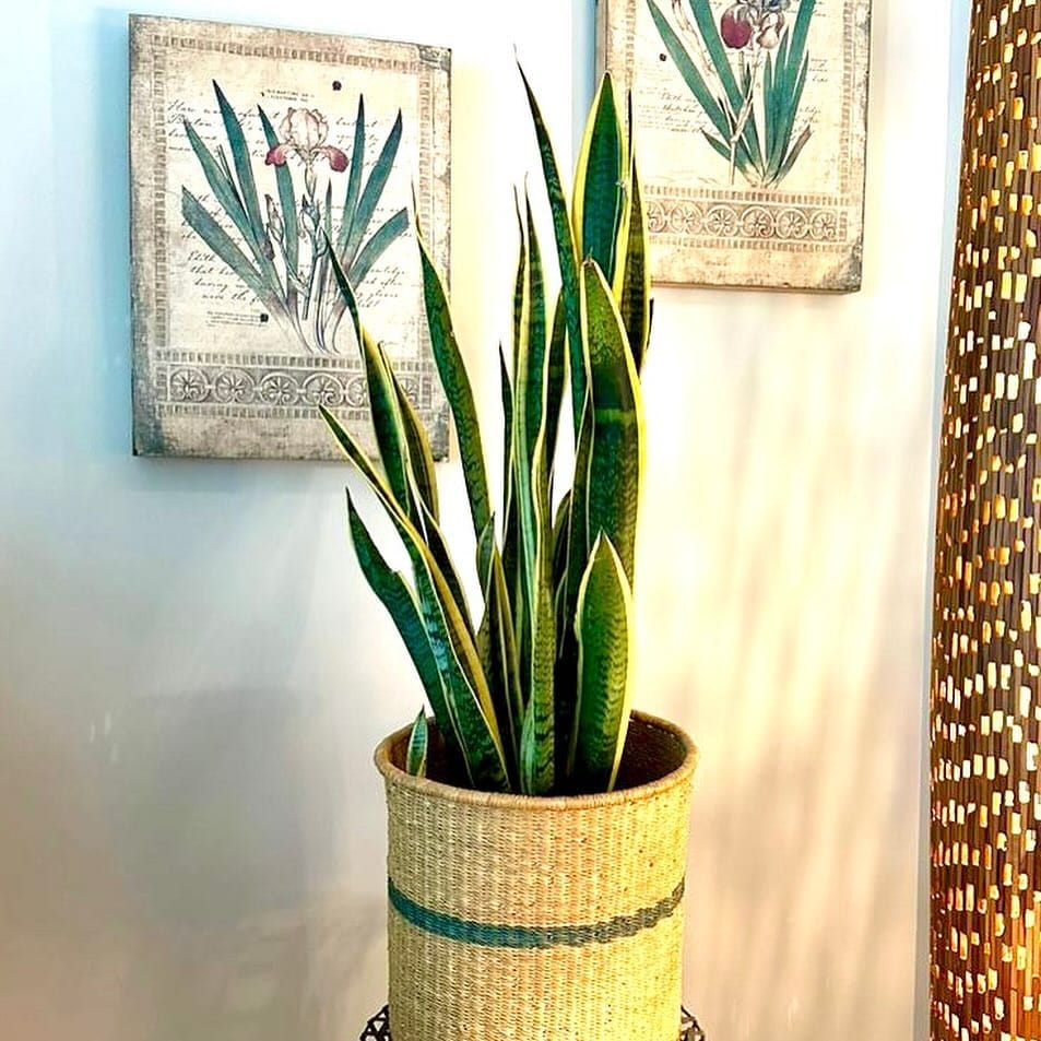 snake plant in a modern living room