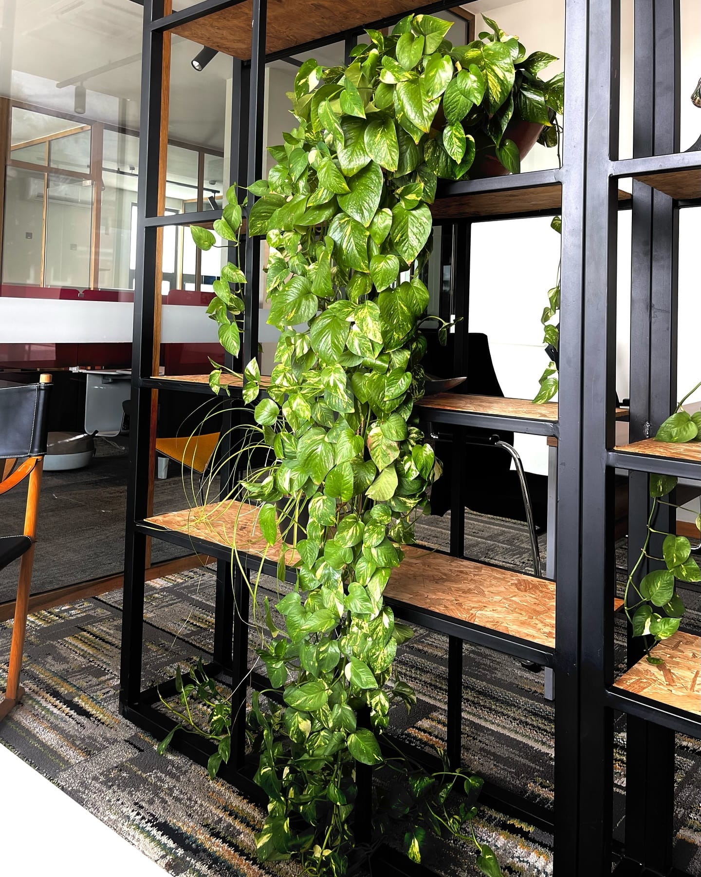 pothos trailing from a bookshelf