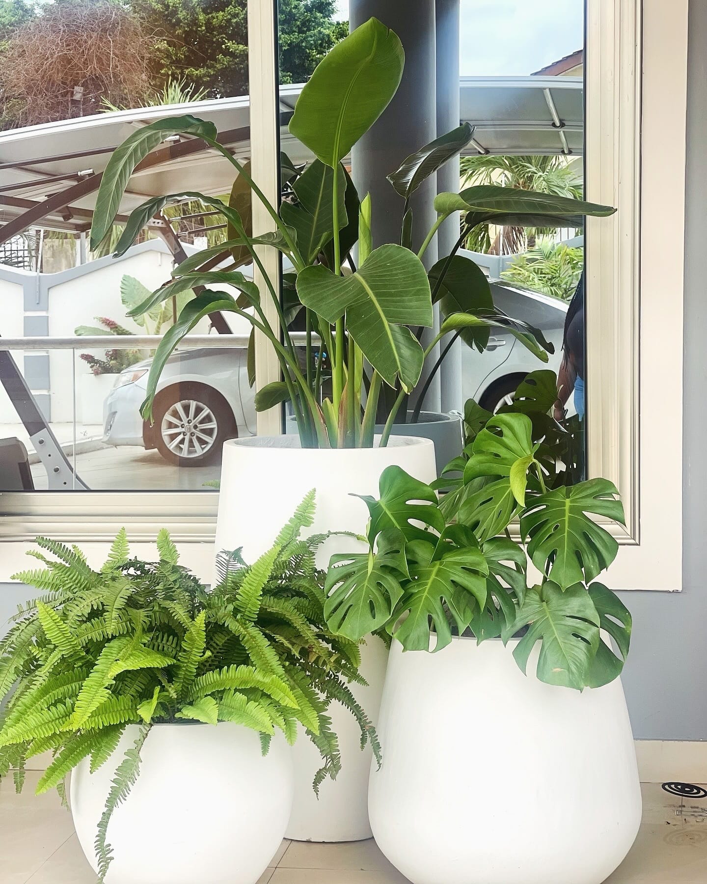 various fine-leaved herbs in a sunny kitchen windowsill