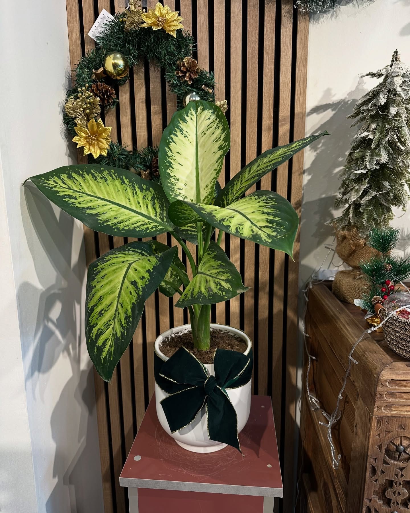 Striking dieffenbachia in terracotta pot