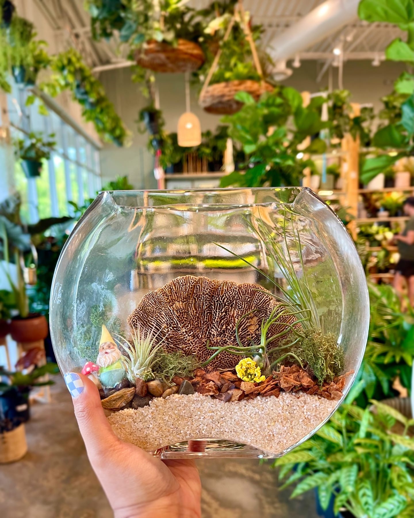 variety of succulents and ferns
