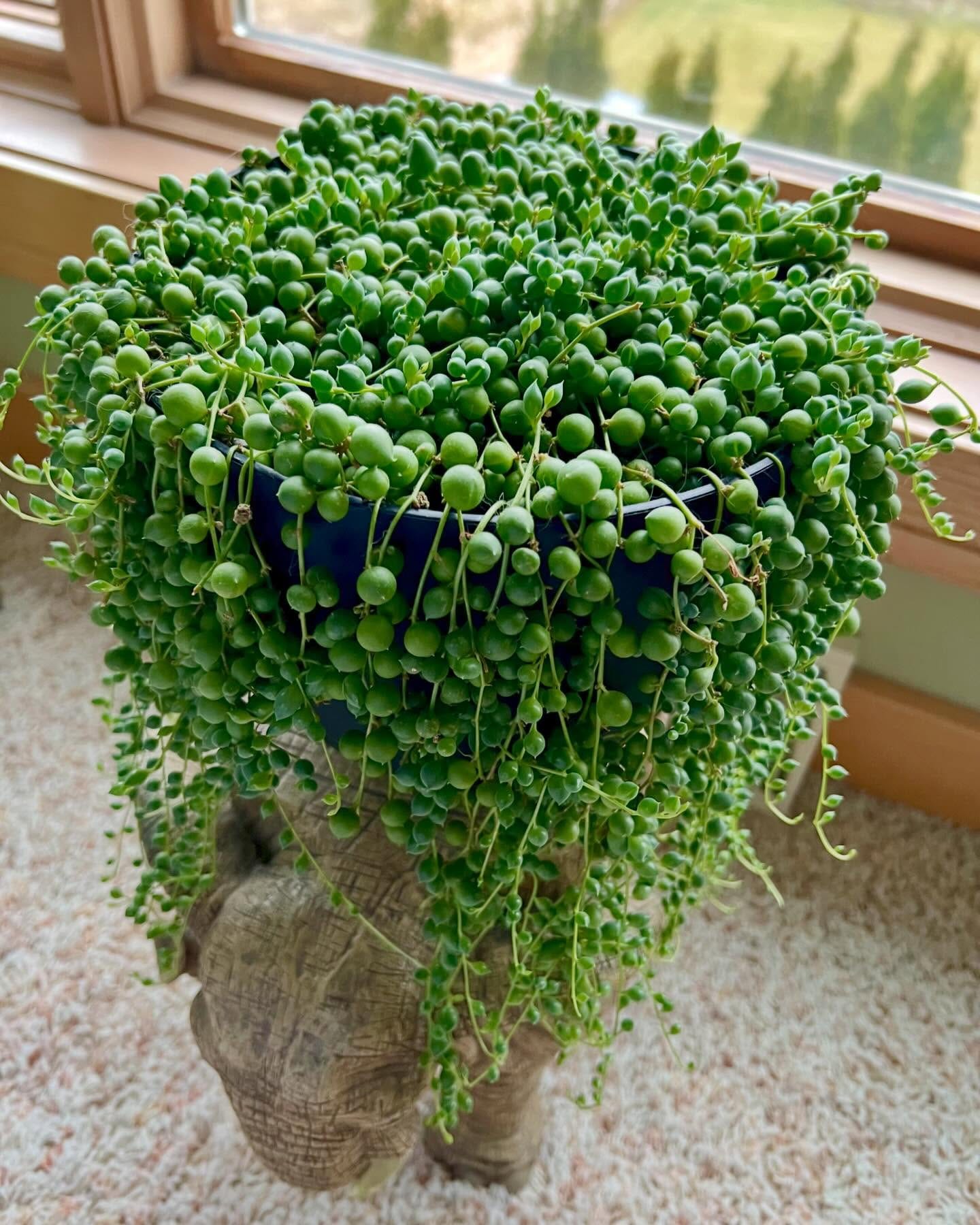 String of Pearls in a hanging planter