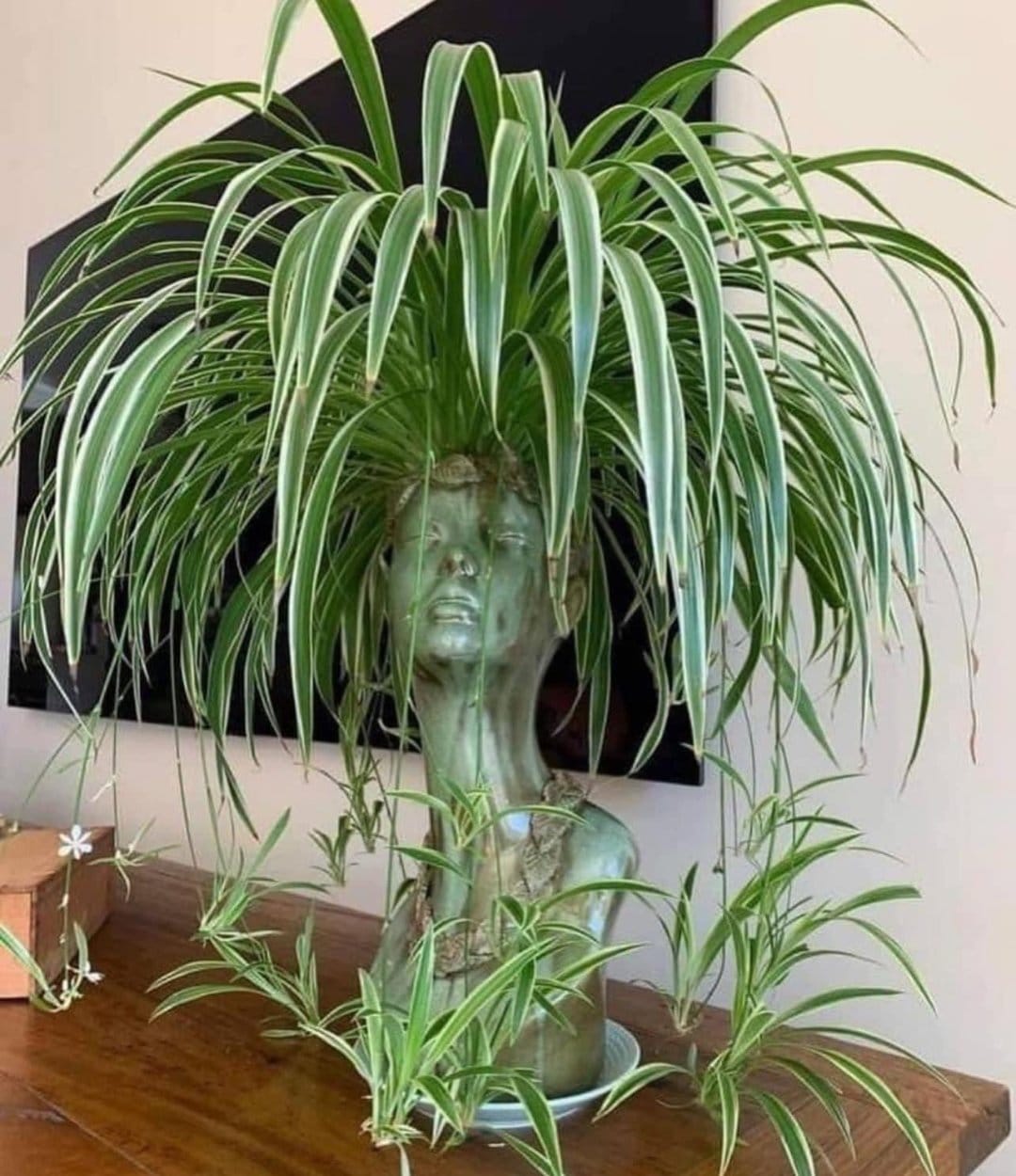 spider plants in woven baskets