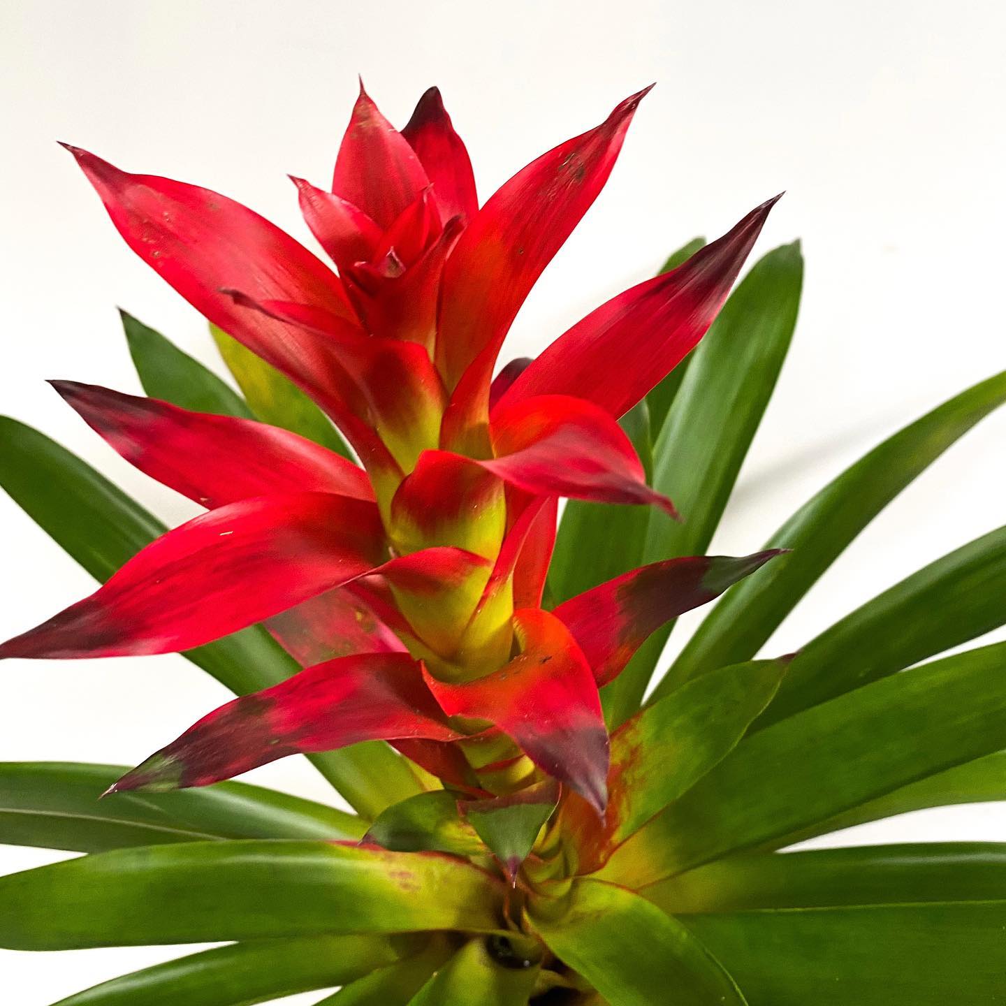 Palms and Bromeliads in atrium
