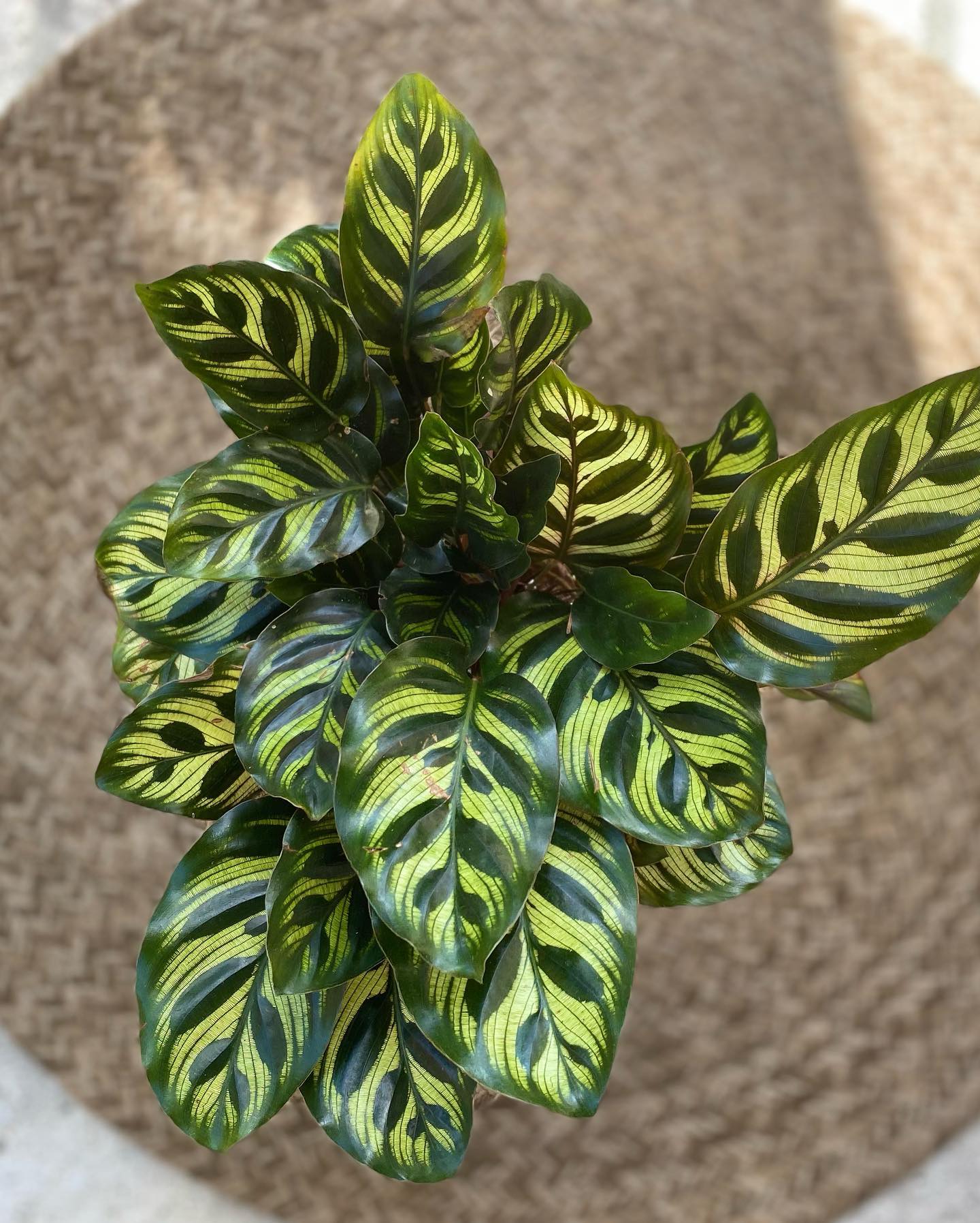 calathea plant on a modern bookshelf