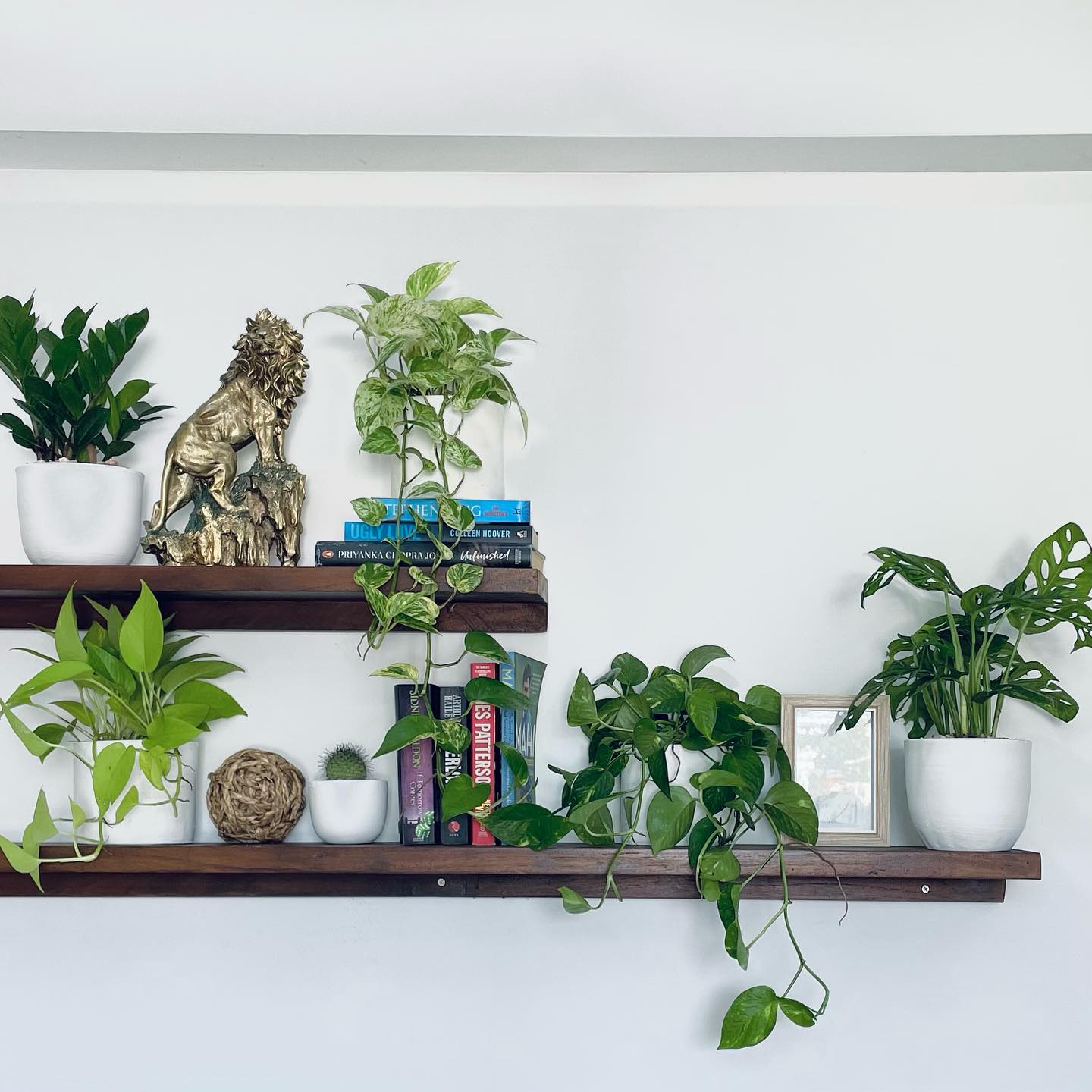 Monstera on bookshelf