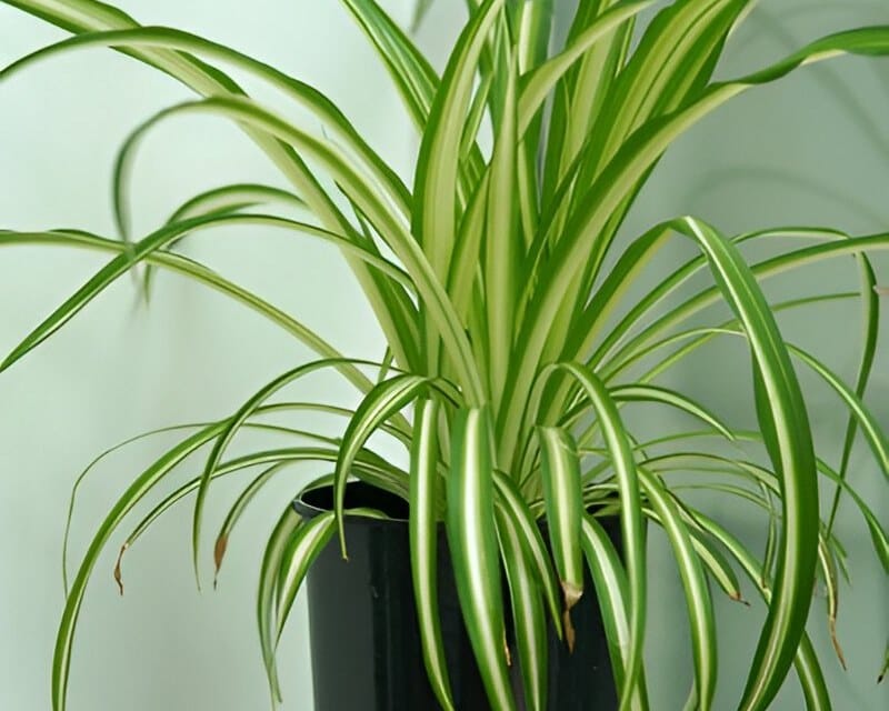 spider plant babies in small pots