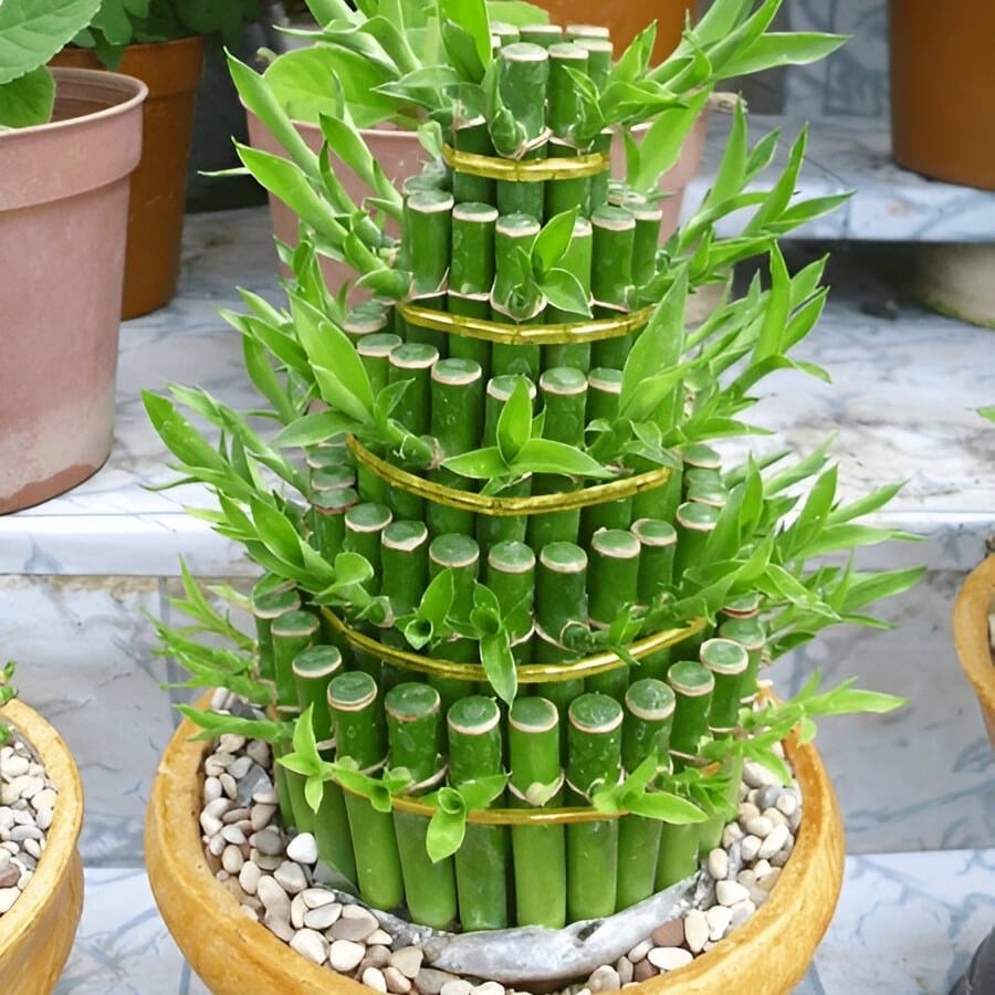 Twisted lucky bamboo in glass vase