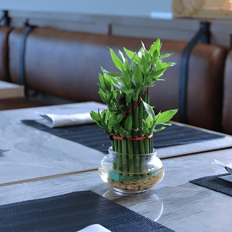 bamboo stalks in minimalist vase