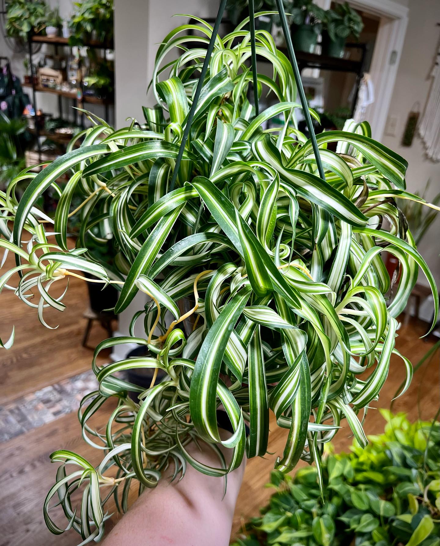 Trailing spider plant in hanging basket