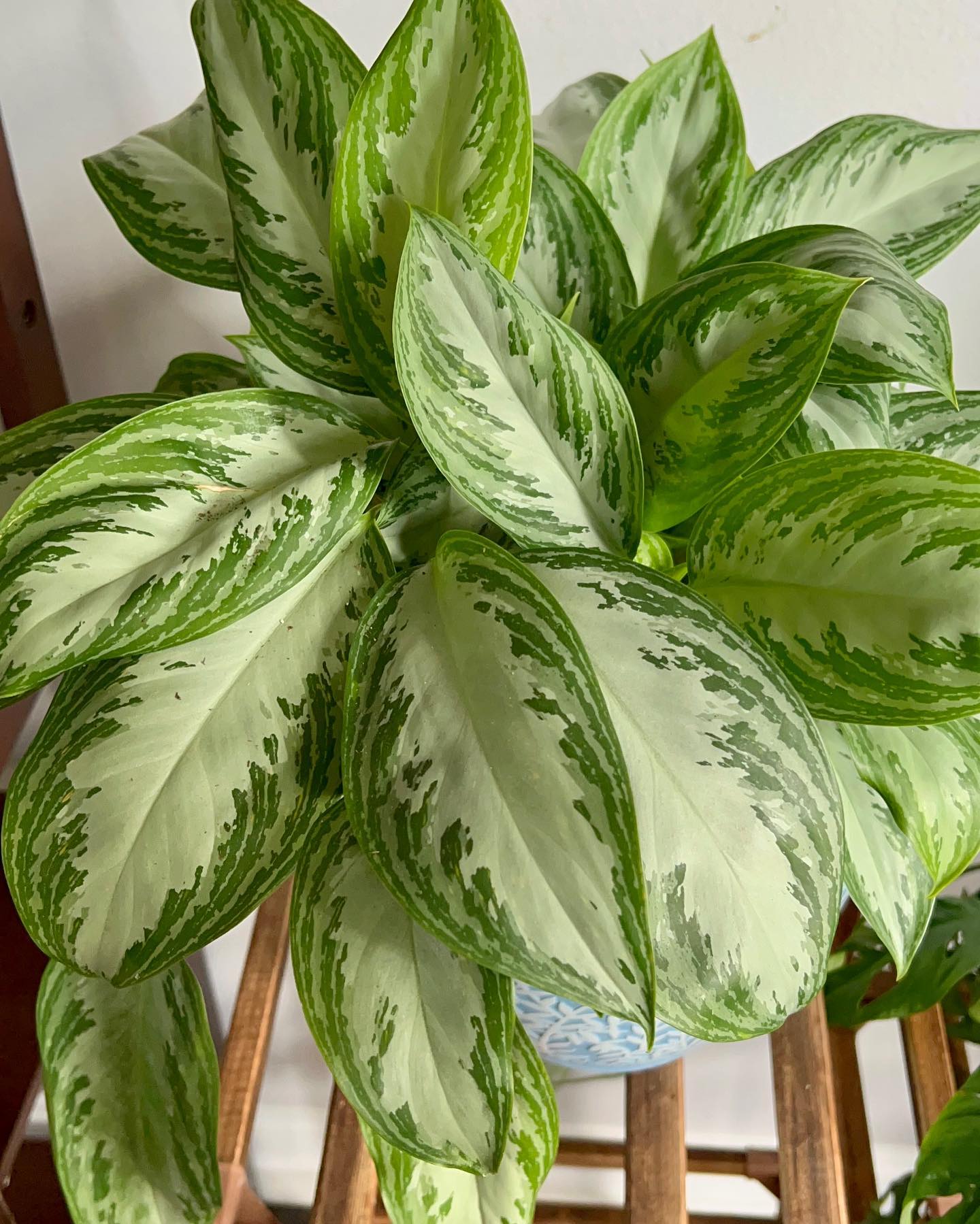 chinese evergreen collection with patterned leaves