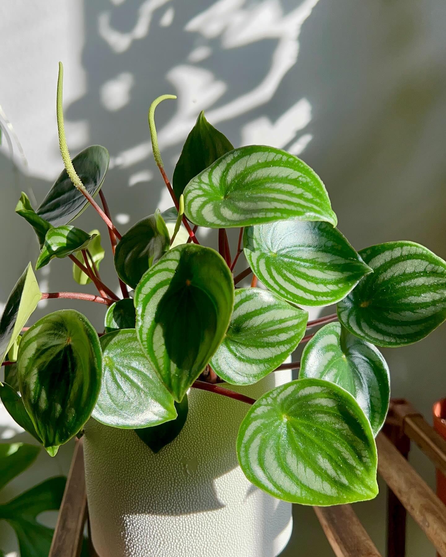 peperomia watermelon on shelf