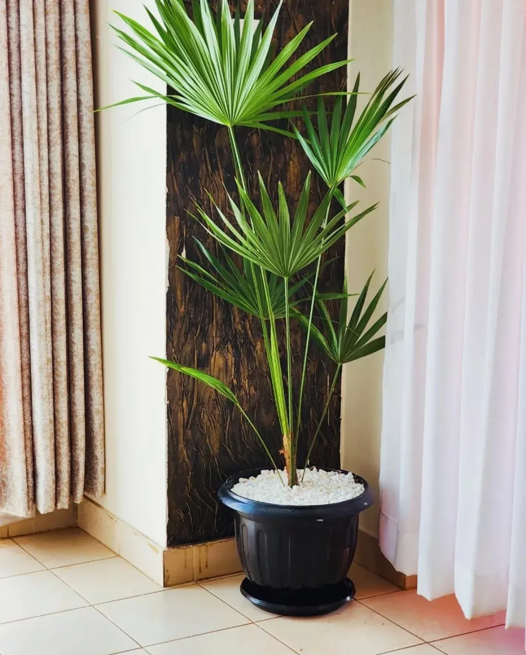 Dwarf palmetto in rustic farmhouse