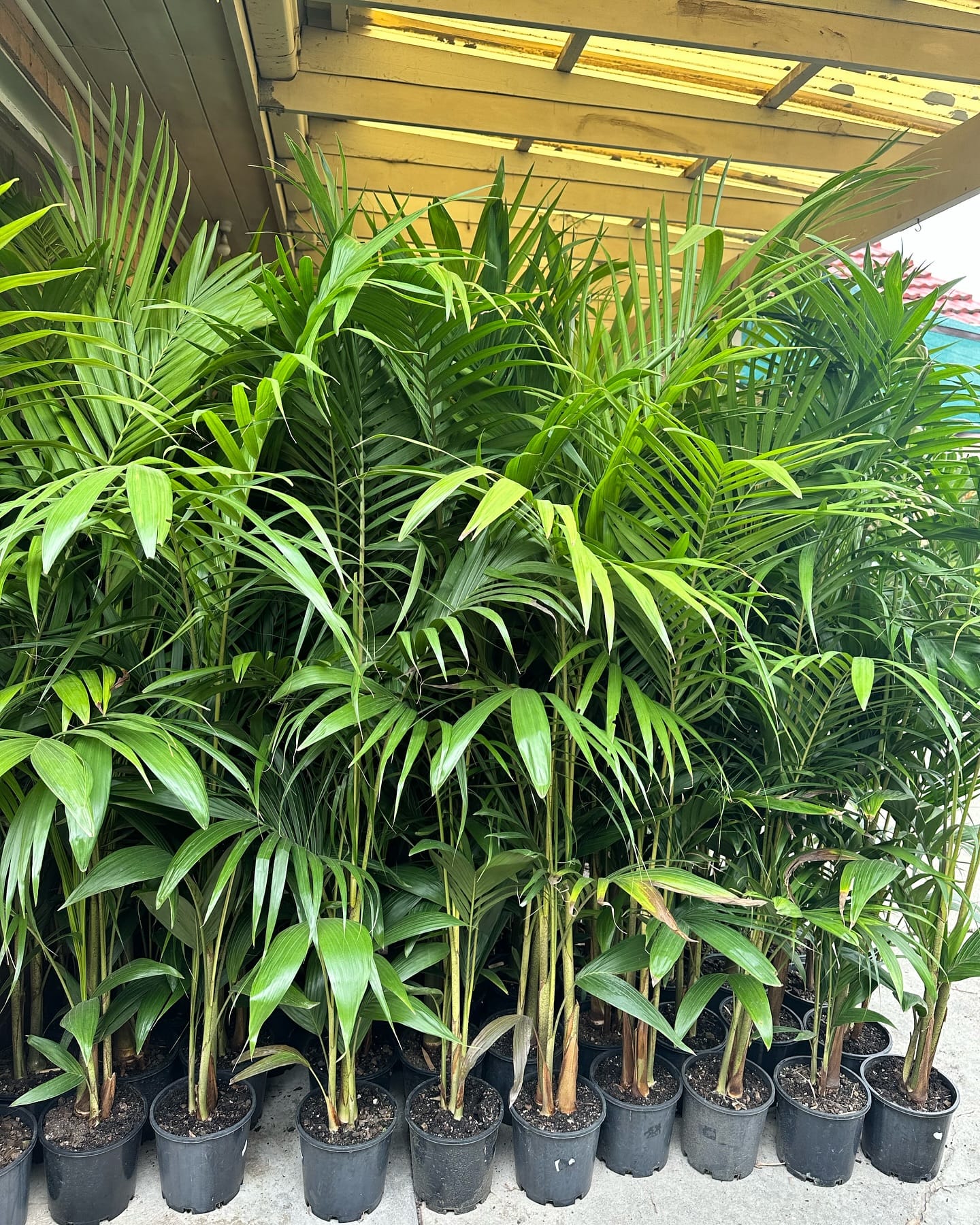 palms paradise in woven baskets