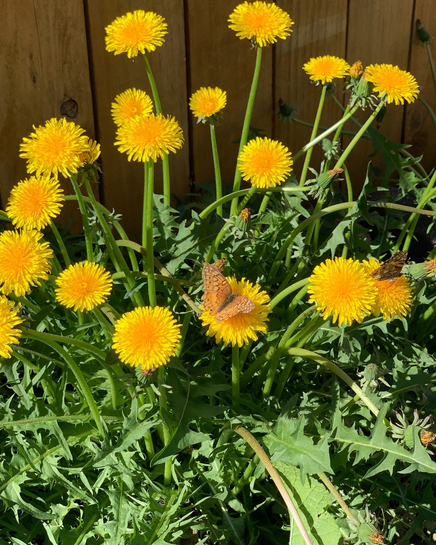 dandelion leaves and flowers in a salad