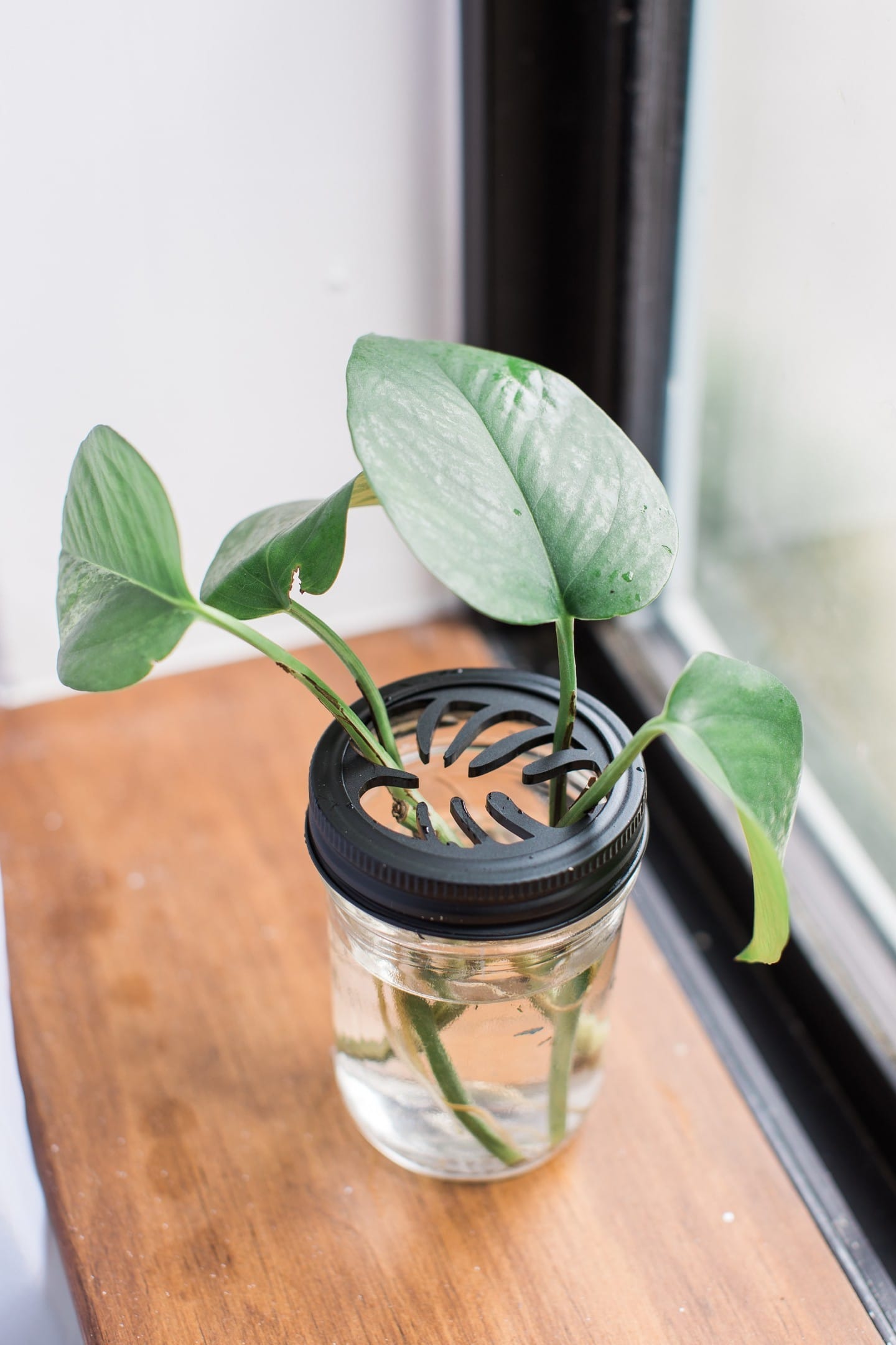 plant cuttings in mason jars on shelf